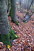 Moss covered beech trunks and autumn leaves