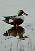 Shoveler male with water droplets