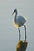 Little Egret is lit by the last rays of the sun
