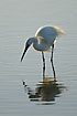 Little Egret is looking for the next meal