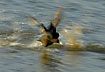 Coot running on the water surface