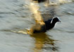 Coot running on the water surface flapping its wings