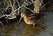 Snipe showing the extremely long bill