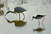Black-winged Stilt and Little Egret in the same picture