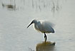 Little Egret in breeding plumage
