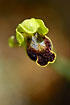 Foto af Mrkebrun Ophrys (Ophrys fusca). Fotograf: 
