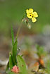 Photo ofSpotted Rockrose (Tuberaria guttata). Photographer: 