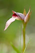 Photo ofTongue Orchid (Serapias lingua). Photographer: 