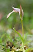 Photo ofTongue Orchid (Serapias lingua). Photographer: 