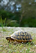 Tortoises are common in the pine forests