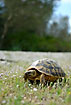 Photo ofHermanns Tortoise (Testudo hermanni). Photographer: 
