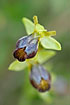 Foto af Iriserende Ophrys (Ophrys iricolor). Fotograf: 