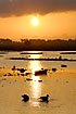 Ducks in silhoutte in the sunrise