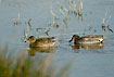 A pair of teals - male and female