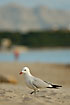 Audouins Gull on the beach with mountains in the background
