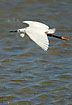 Little egret showing its yellow feet in flight