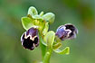 Foto af Atlas-Ophrys (Ophrys dyris). Fotograf: 