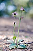 Sawfly Ophrys