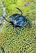 A dung beetle (probably Scarabaeus semipunctatus)