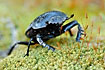 A dung beetle (probably Scarabaeus semipunctatus)