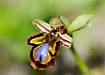 Foto af Spejl-Ophrys (Ophrys speculum). Fotograf: 