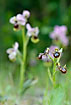 Ophrys flowers: Ophrys tenthredinifera
in the back