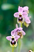 Foto af Sydeuropisk Ophrys (Ophrys tenthredinifera). Fotograf: 