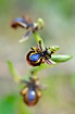 Photo ofMirror orchid (Ophrys speculum). Photographer: 