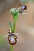 Foto af Spejl-Ophrys (Ophrys speculum). Fotograf: 