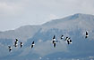 Stilts in flight with mountains in the back