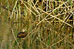 Gadwall in water with mirror images of the sorrounding plants