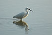 Little Egret wading