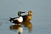 A pair of shovelers - male and female