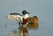A pair of shovelers and the male is streching its wings