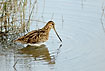 Snipe fouraing in the low water