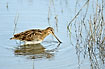 Snipe fouraging in the low water