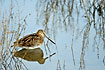 Snipe looking for dangers from above