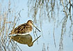 Common Snipe with a mirror image