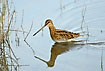 Common Snipe fouraging in the low water