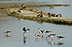 Stilts and ducks in the bird rich area