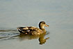 Mirror image of a Gadwall