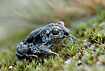 Common spadefoot toad