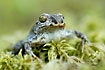 Common spadefoot toad on moss