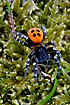 Photo ofLadybird Spider (Eresus sandaliatus). Photographer: 