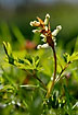 Photo ofBird-in-a-bush (Corydalis cava). Photographer: 