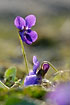 Foto af Martsviol (Viola odorata). Fotograf: 