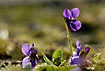 Photo ofSweet Violet (Viola odorata). Photographer: 