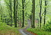 Forest path in the spring forest