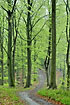 Pathe winding throug the spring beech forest