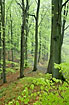 Fresh beech leaves in the spring forest